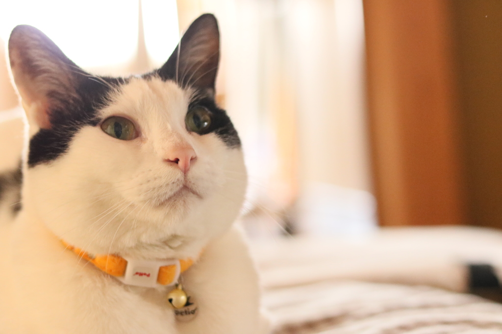 ねこねこ
