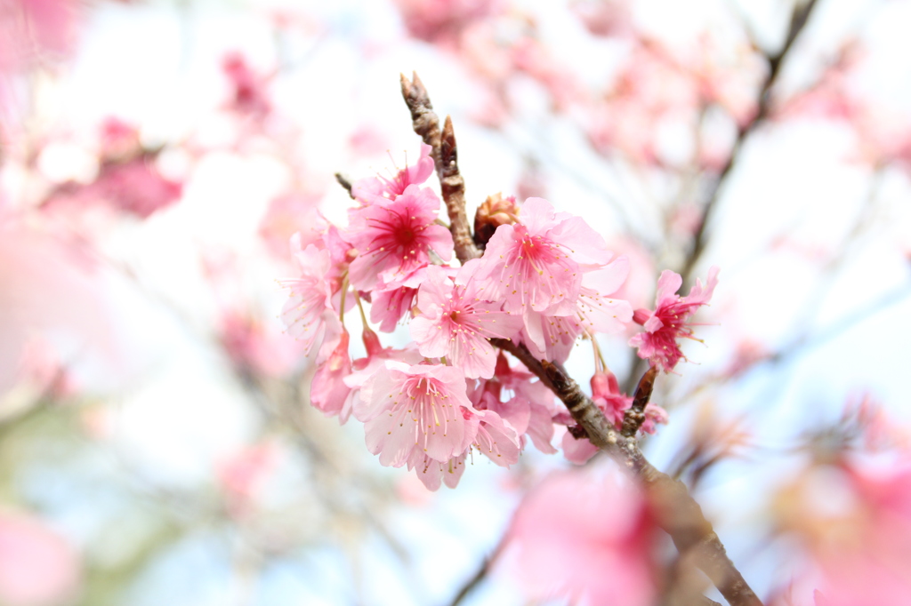 桜の花