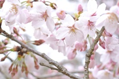 桜①