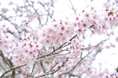 桜②