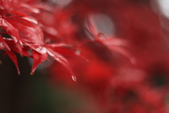 紅葉と雨