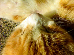 猫の額