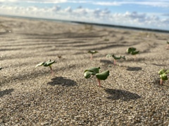 砂浜に生きる