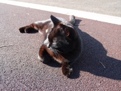 くつろぎ猫