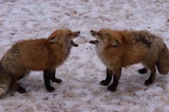 まねっこ