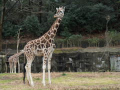 キリンさん