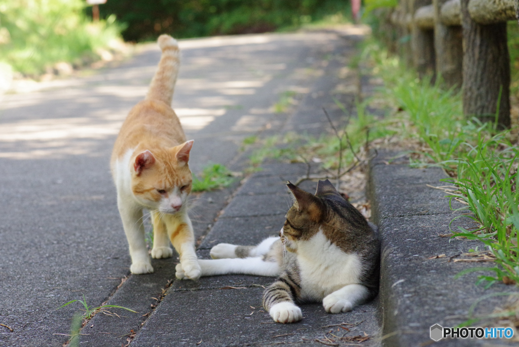 ねこ　その２２３