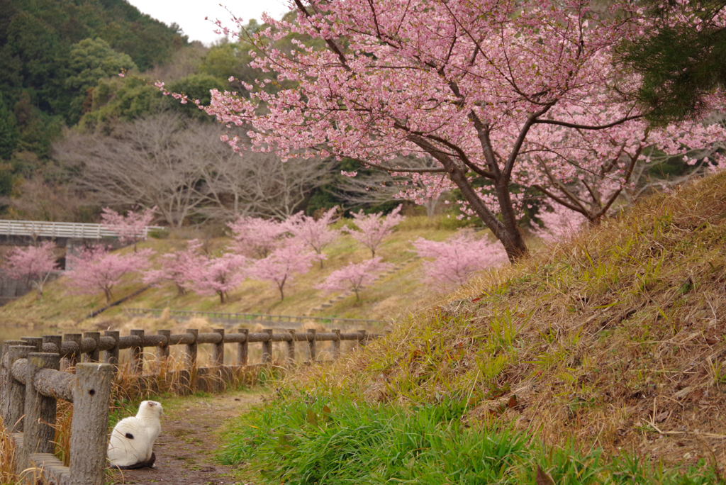 ねこ　その５１６