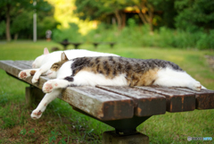 ねこ　その２０１
