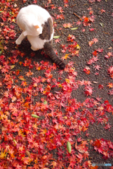 ねこ　その４２４