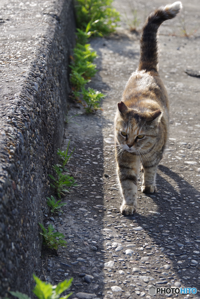 ねこ　その６０７