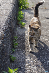 ねこ　その６０７