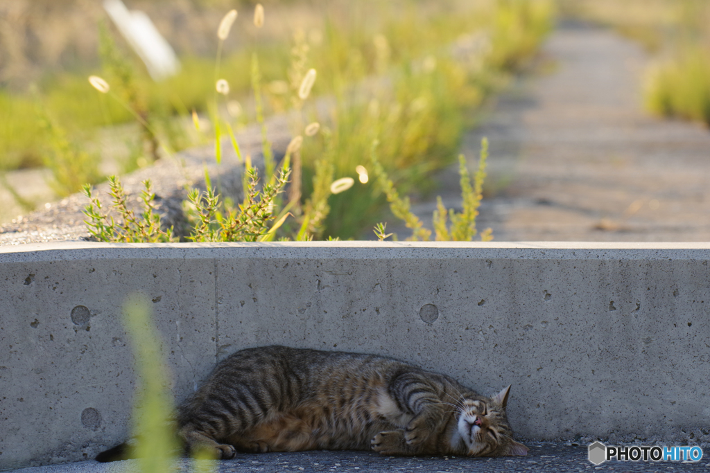 ねこ　その８０８