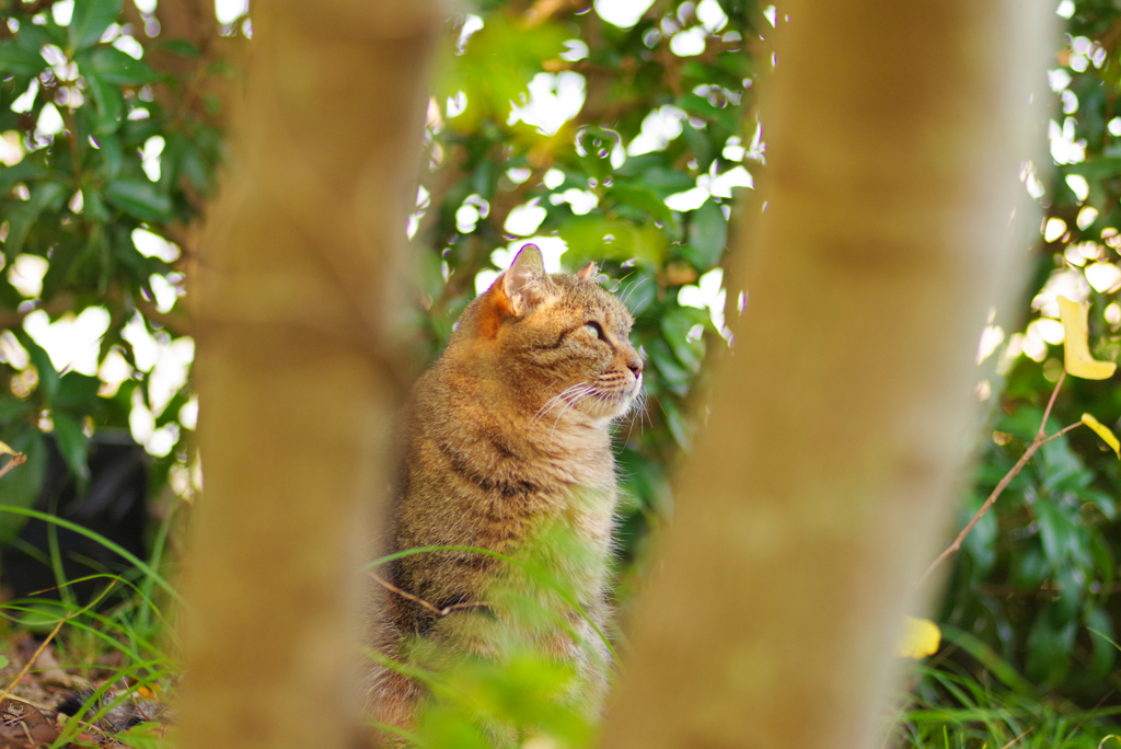 ねこ　その３５０