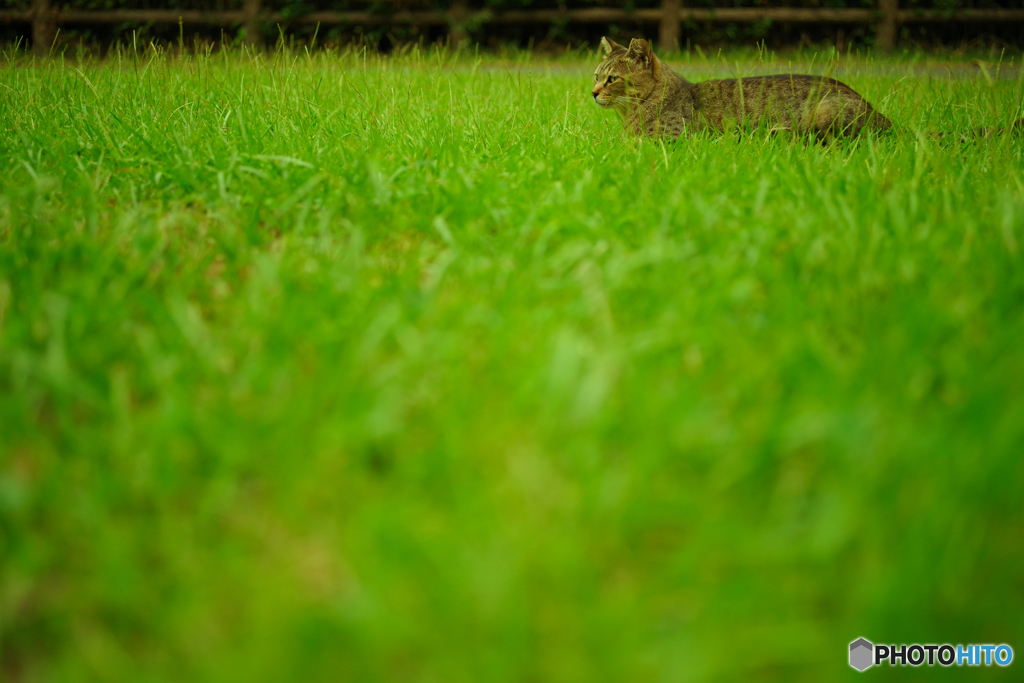 ねこ　その１９０