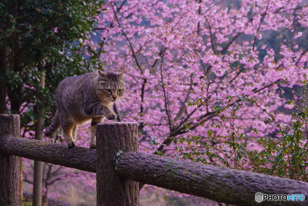 ねこ　その５３４