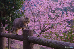 ねこ　その５３４