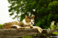 ねこ　その１０９