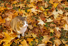 ねこ　その３４６