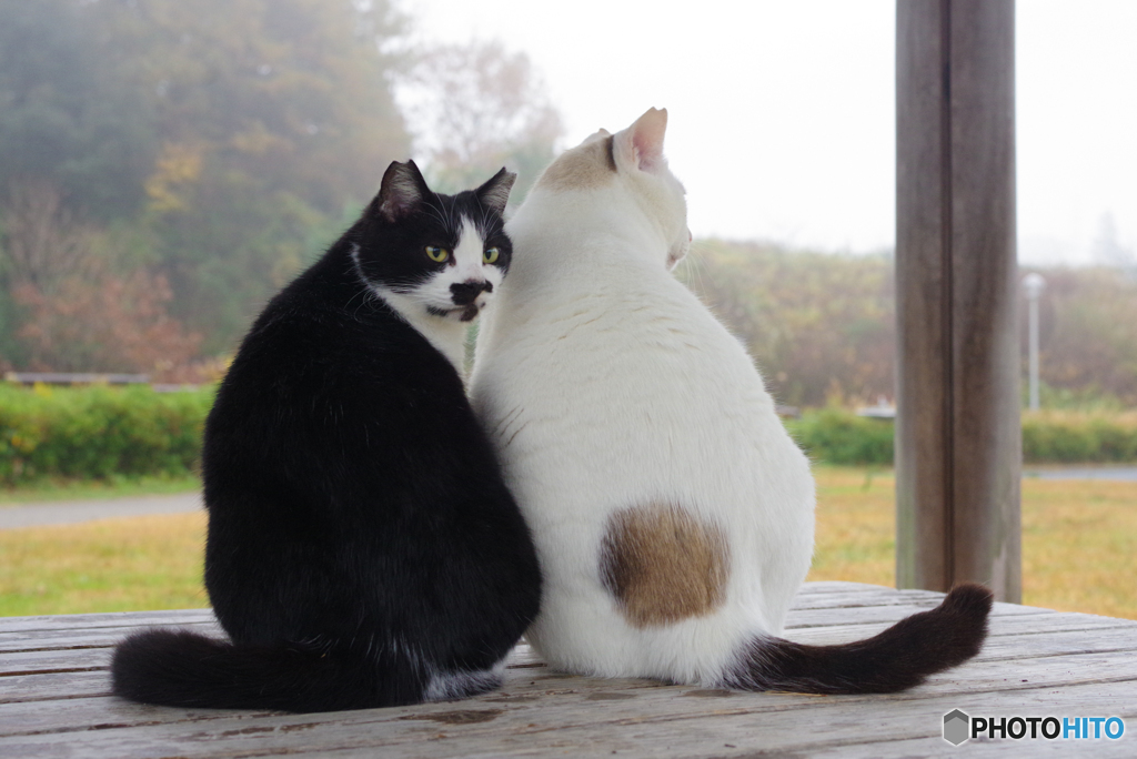 ねこ　その３９９の２