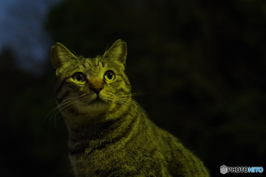 ねこ　その３４