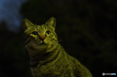 ねこ　その３４