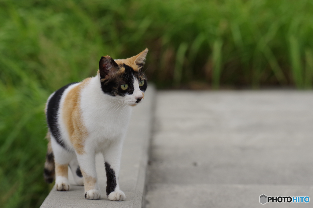 ねこ　その８１７