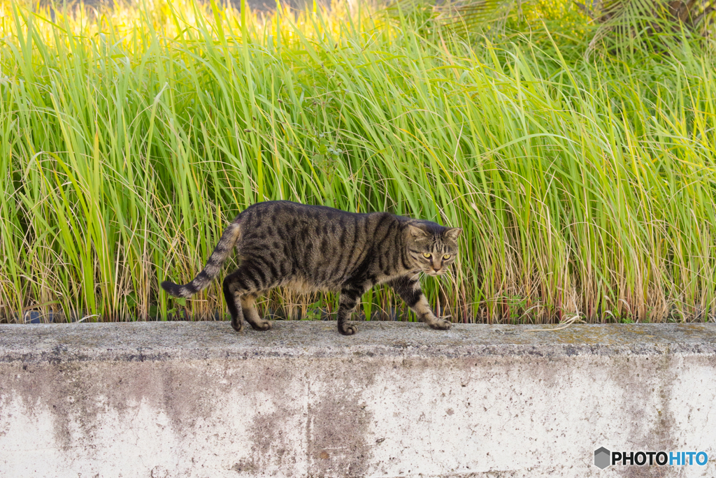 ねこ　その９５９