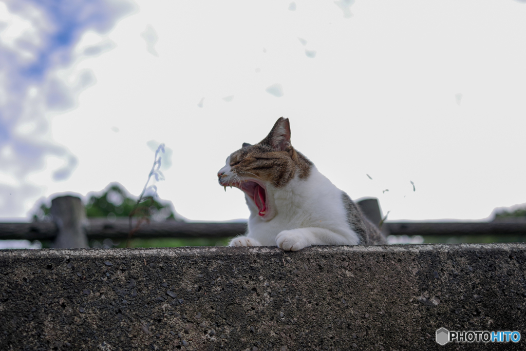 ねこ　その２６２