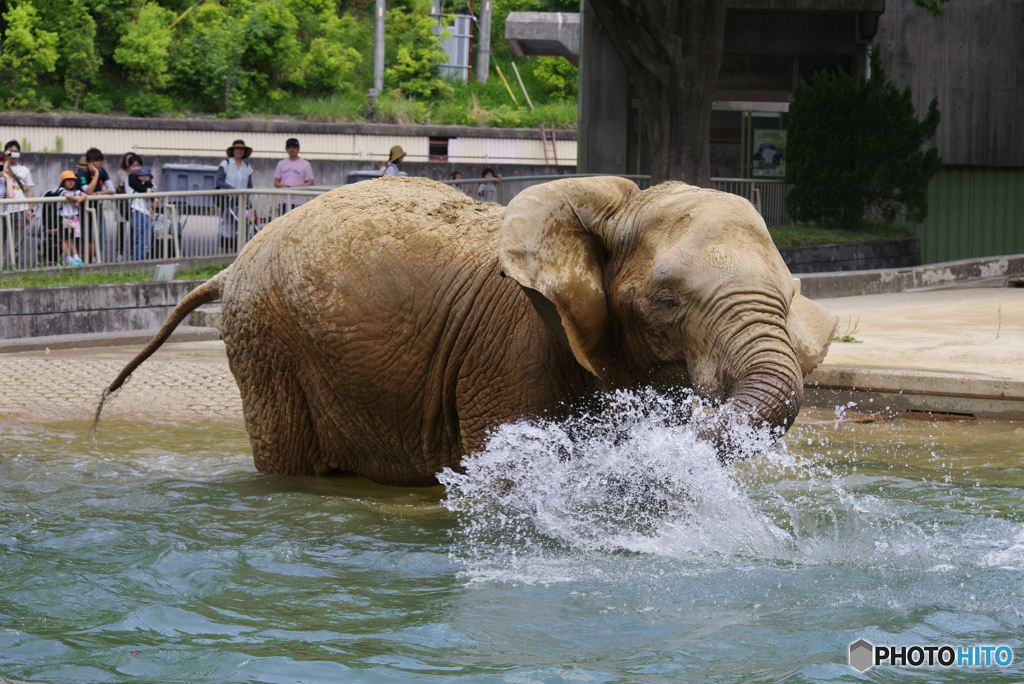 遊ぶアフリカゾウ