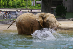 遊ぶアフリカゾウ