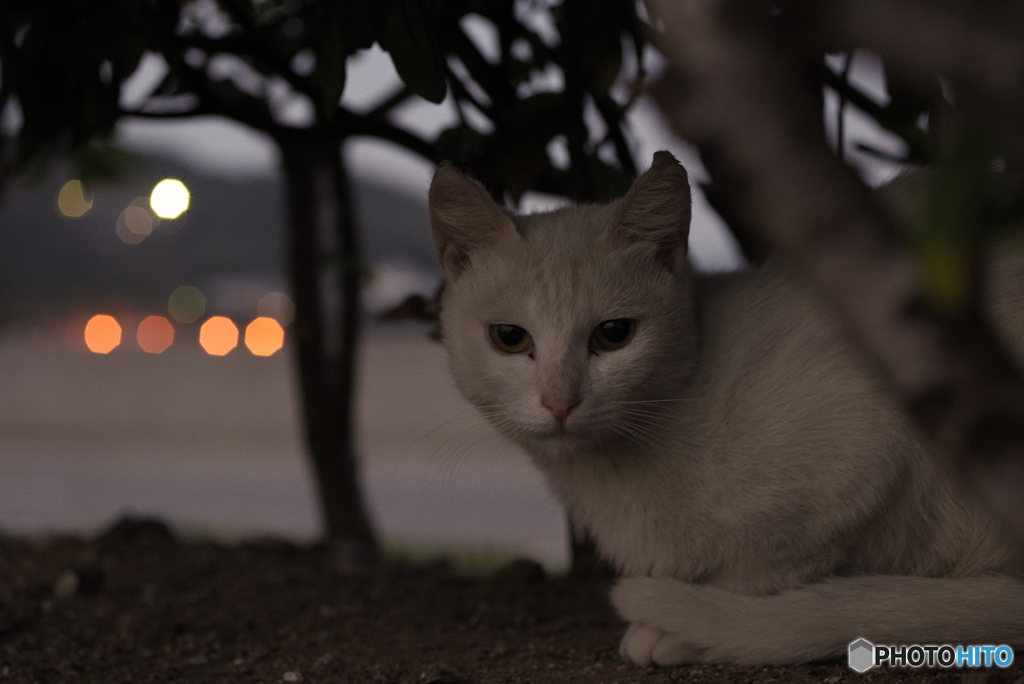ねこ　その９８６