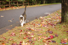ねこ　その３５６