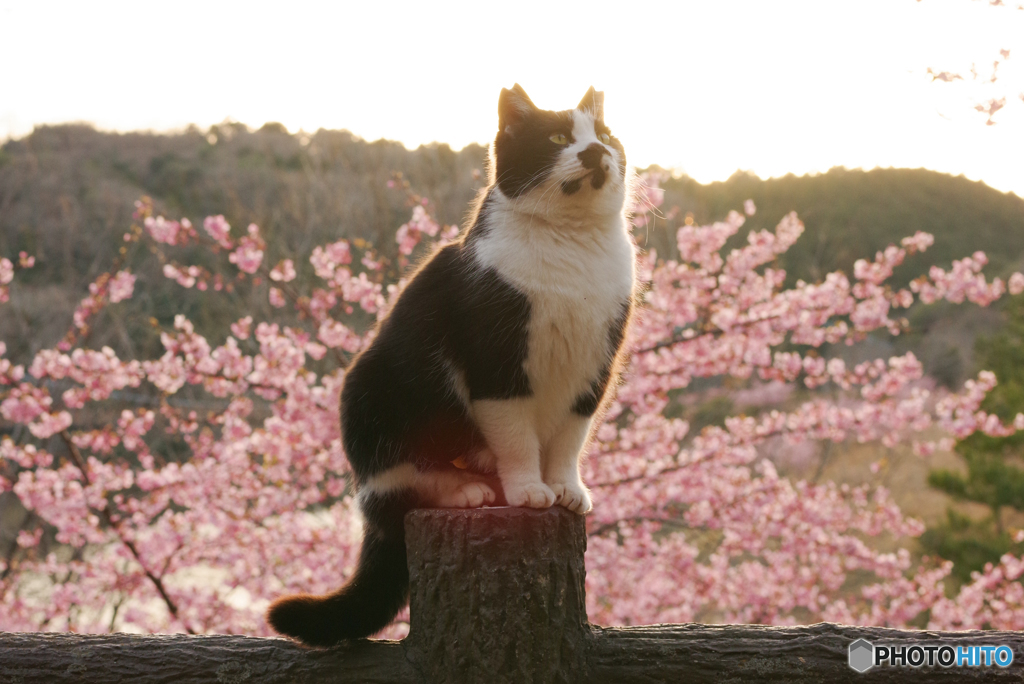 ねこ　その５２１