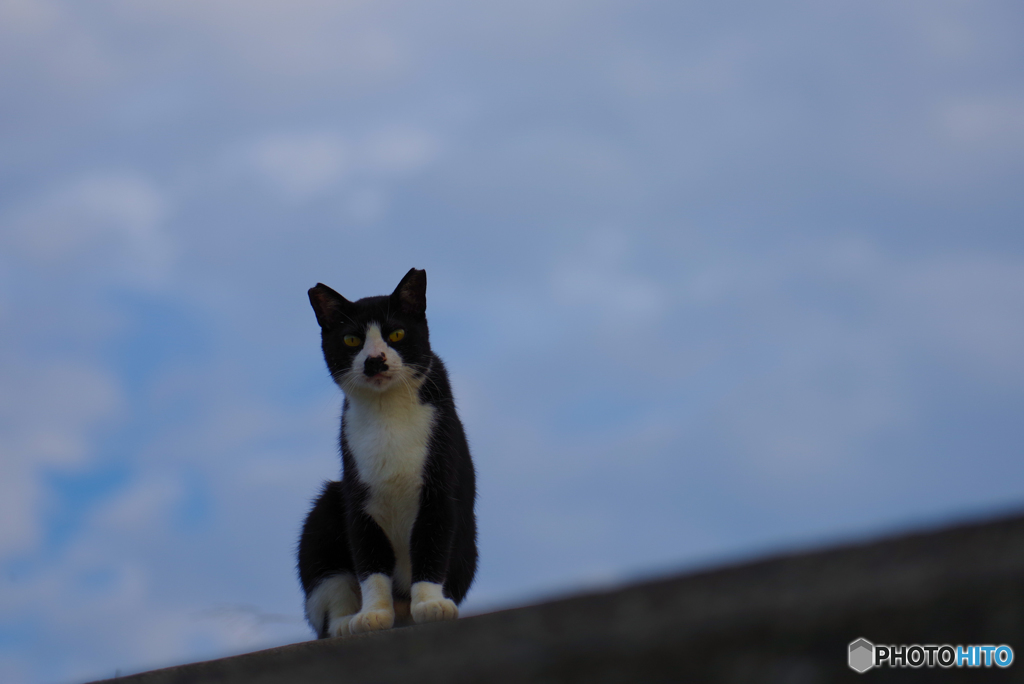 ねこ　その７４９