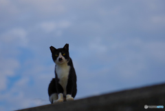 ねこ　その７４９