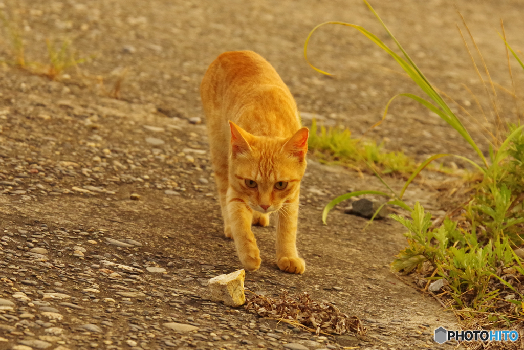 ねこ　その７５４