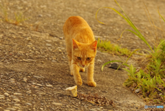 ねこ　その７５４