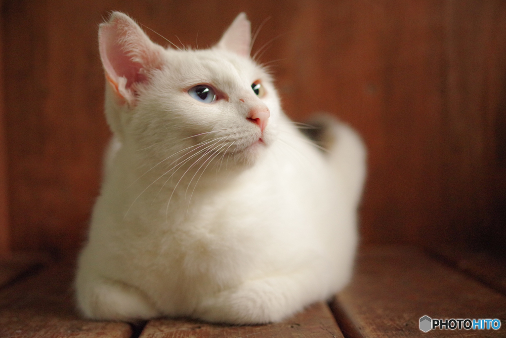 ねこ　その２４７