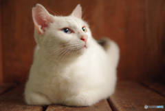 ねこ　その２４７