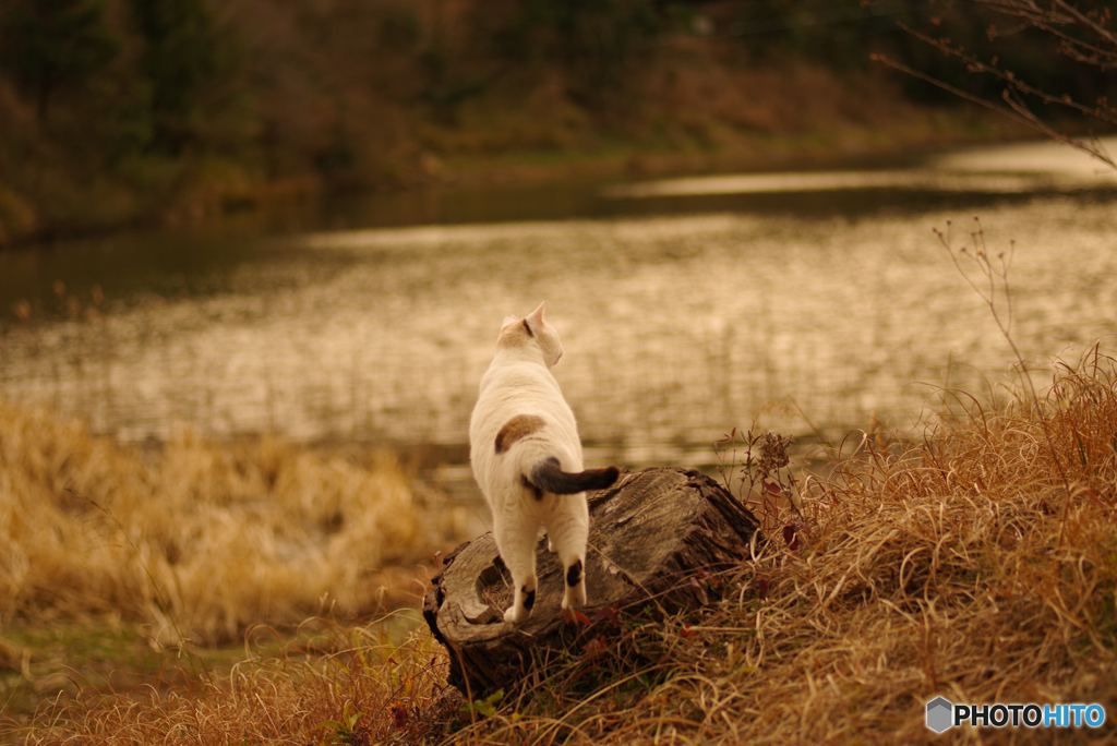 ねこ　その４７９