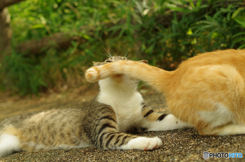 ねこ　その１６９－２