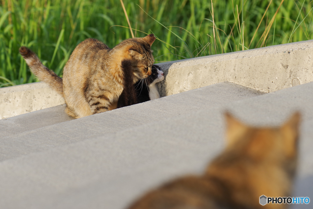 ねこ　その７９０