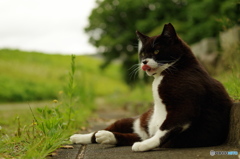 ねこ　その９２