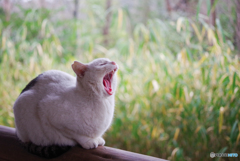 ねこ　その５０６の３