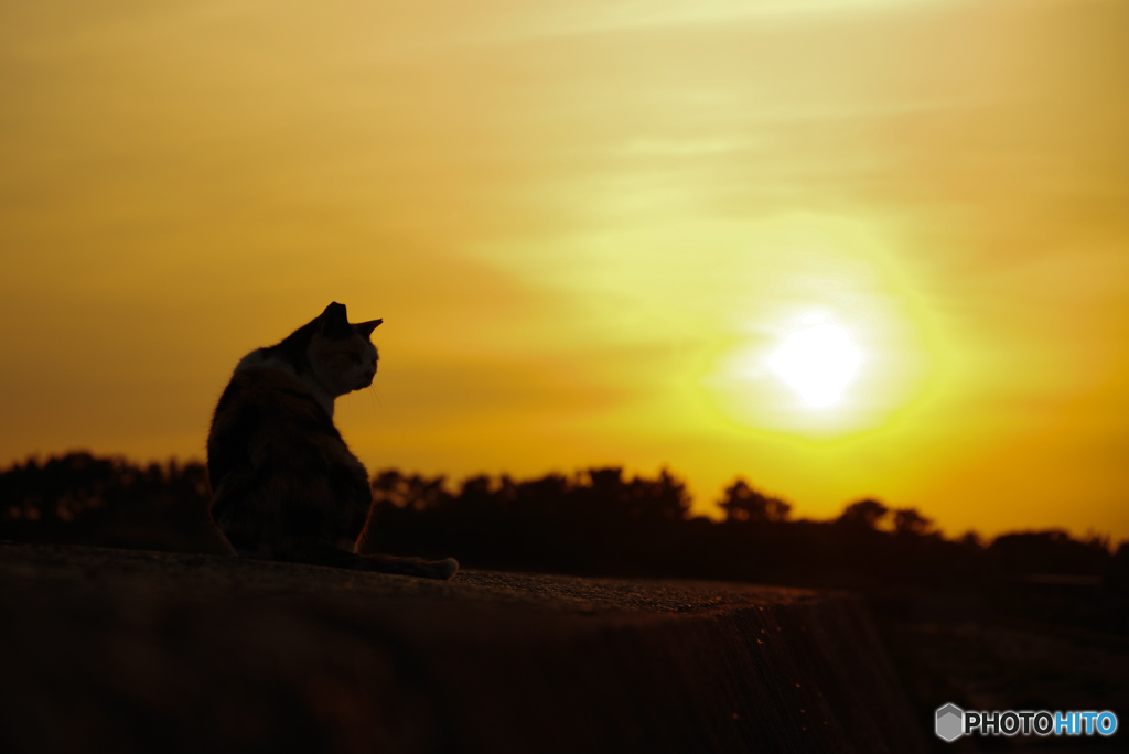 ねこ　その６２２