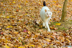 ねこ　その３９２