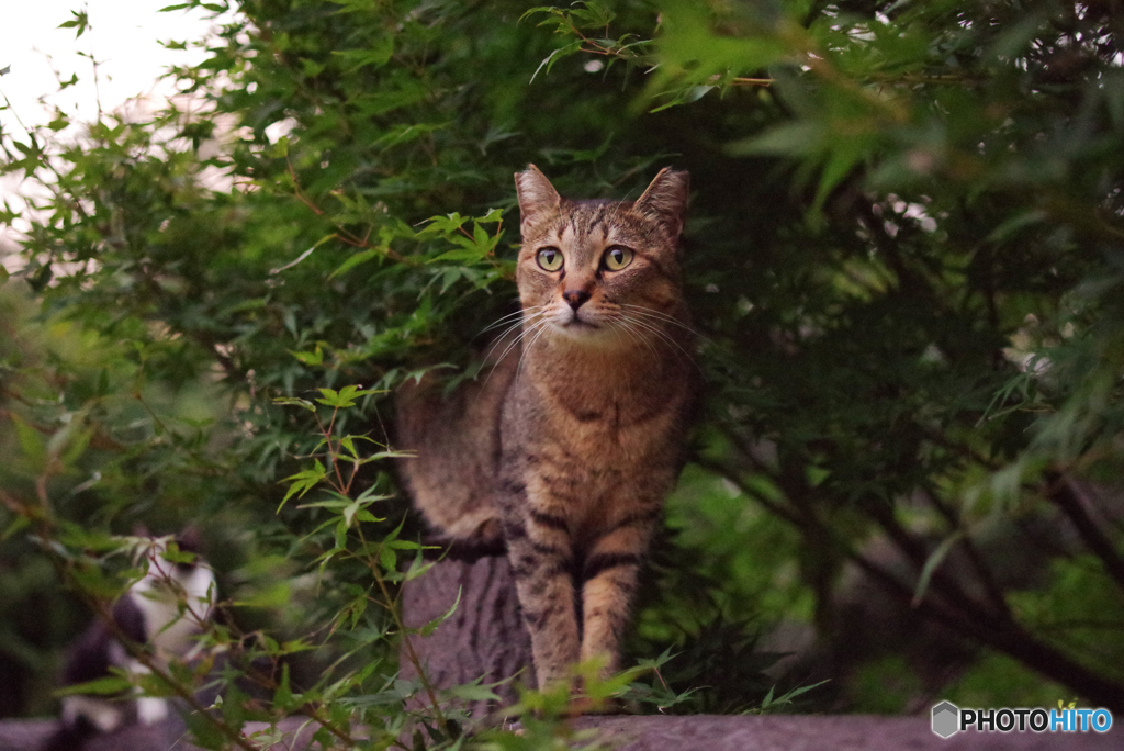 ねこ　その２３３