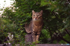 ねこ　その２３３