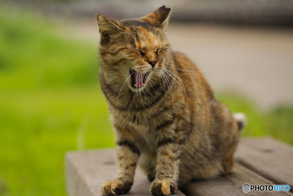 ねこ　その８１４